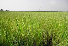Aweil Rice Scheme: Lack of manpower hinders harvest
