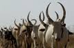 Jonglei herders leave Jubek