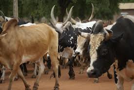5 youth arrested for killings in past cattle raid