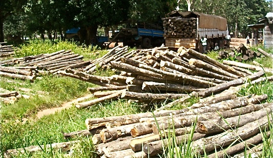 Community threatens to expel logging company