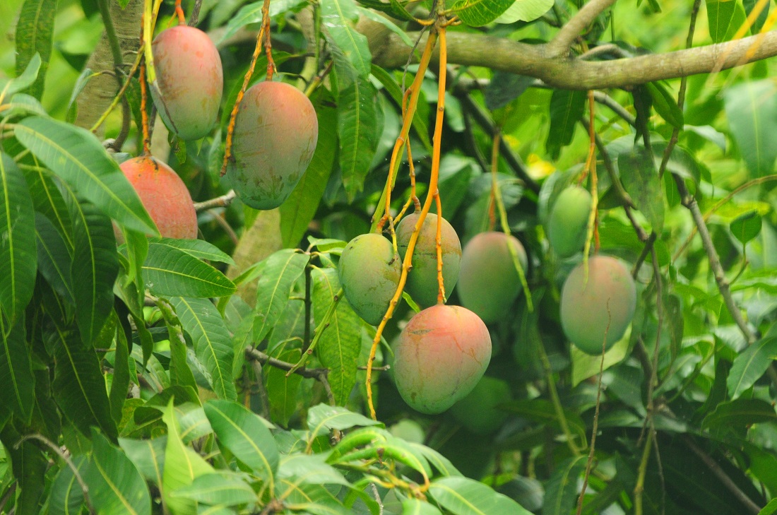Neglected SSPDF commandos subsist on mangoes