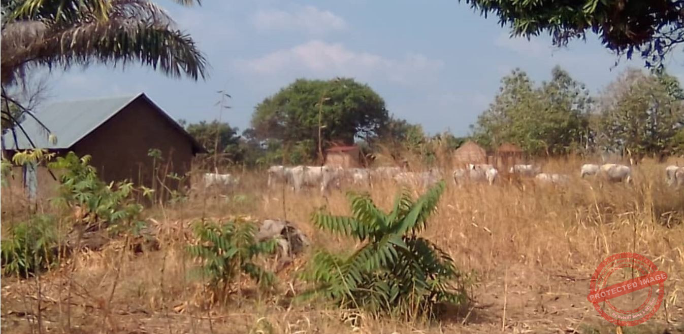 Lokiliri locals raise alarm over influx of herders