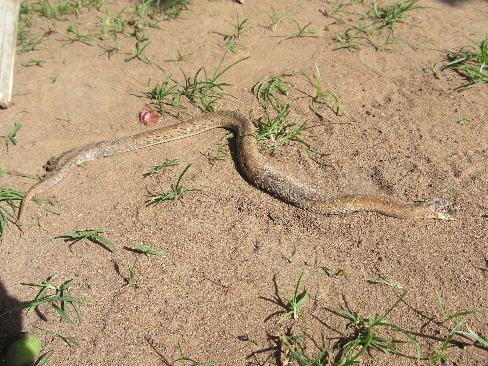 Official reports worrying numbers of snake bites in Mvolo County
