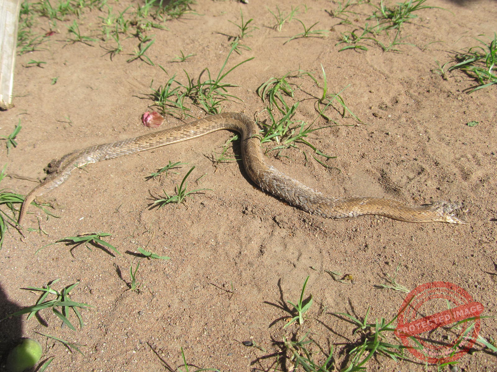 Official reports worrying numbers of snake bites in Mvolo County