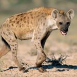 Authorities decline to name “well-known individual” who kept Juba Hyena