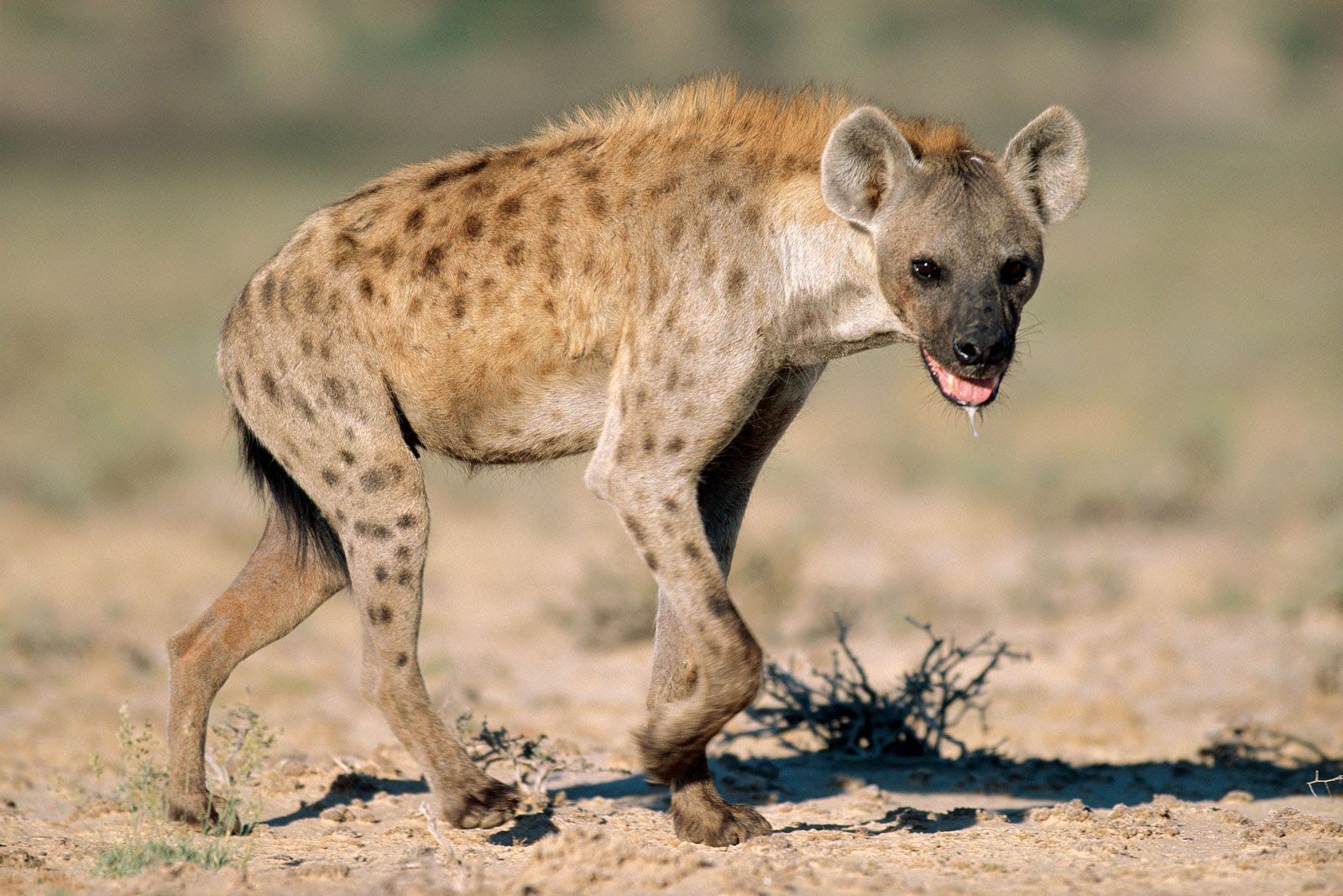 Killer hyena clobbered to death by angry locals