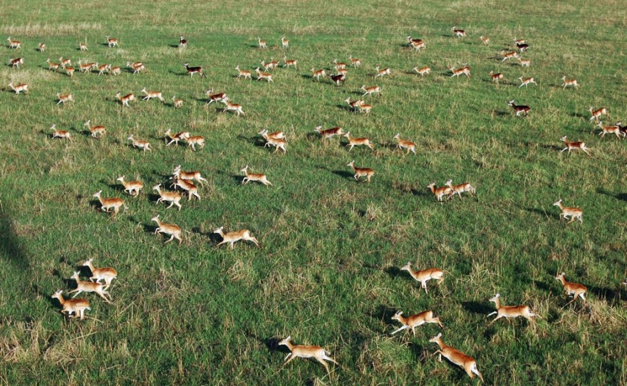 Millions of White-Eared Kobs, Gazelles, Reedbucks inhabit three reserves -Census