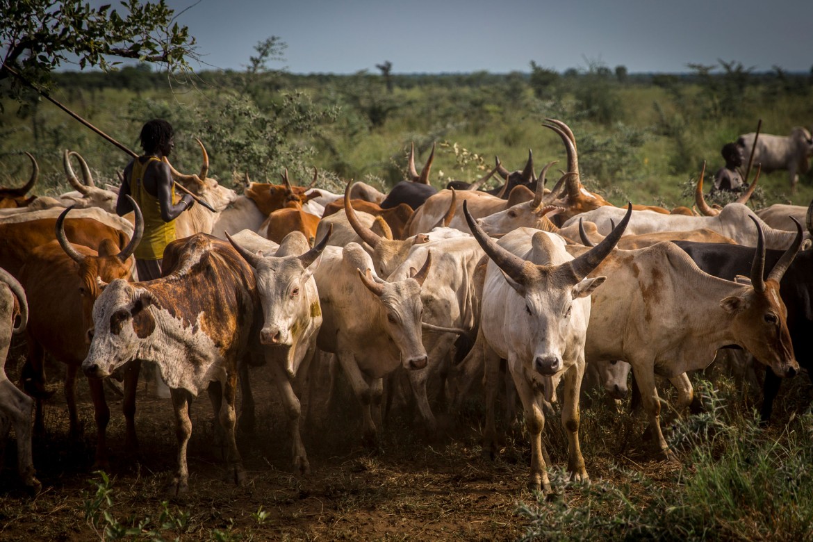 16 cows die of suspected Hemorrhagic septicemia in Aweil