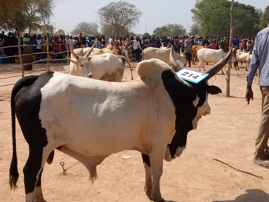 Cattle should not be a curse, but a blessing – FAO