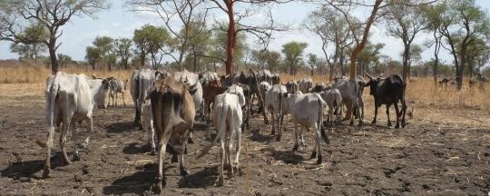 Nomadic herders call for joint market in Upper Nile state