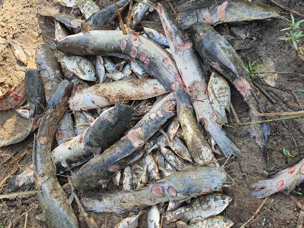 Gov’t, FAO dispatch team to investigate fish disease in Aweil