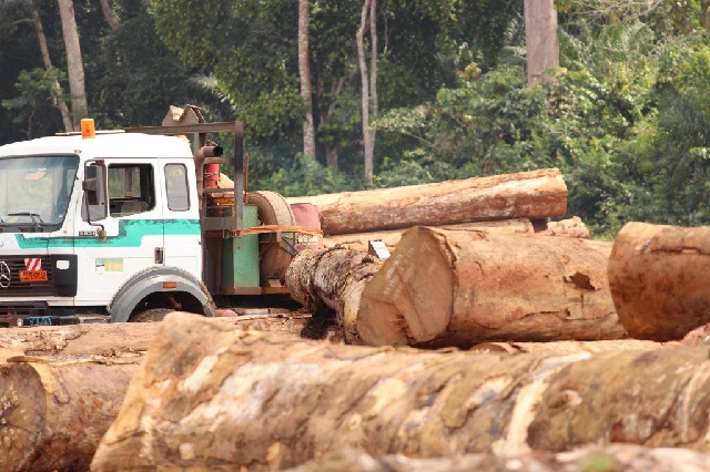 Parliament to probe illegal logging in Morobo