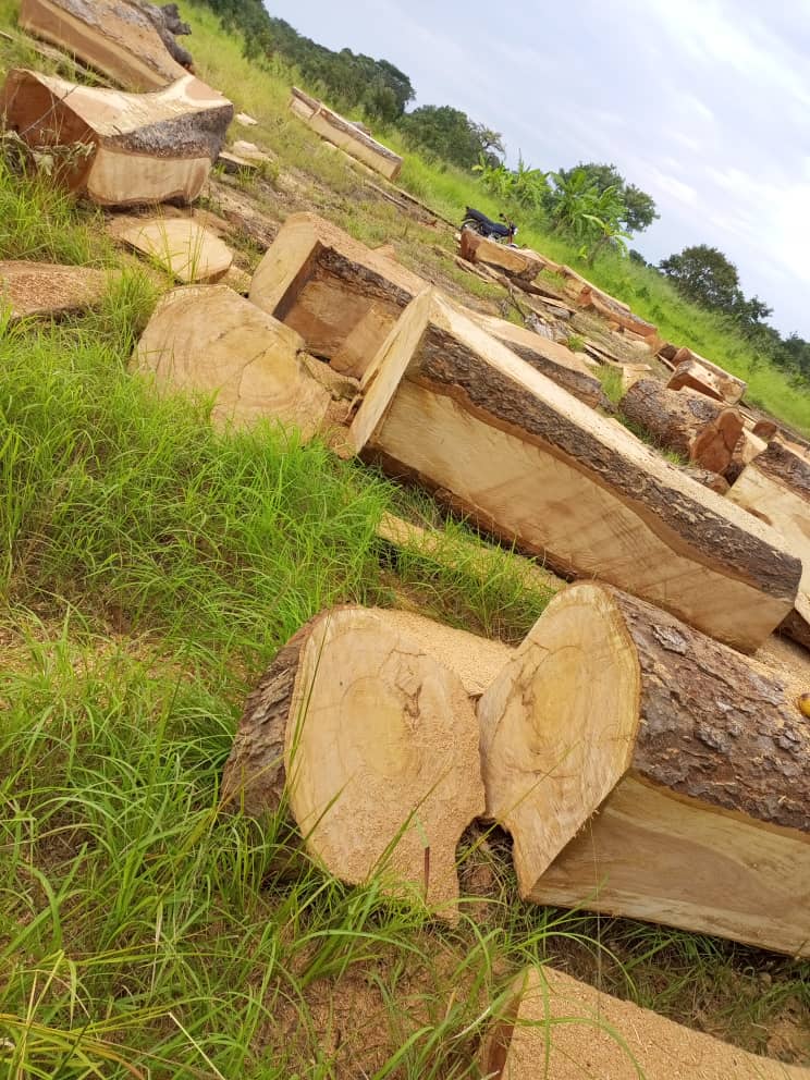 Gov’t urged to cancel licenses of logging companies in Kajo-Keji