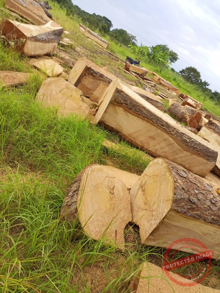 Soldiers accused of aiding illegal logging in Kajo-Keji