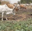 Cattle herders in Magwi ask govt to facilitate their return to Jonglei