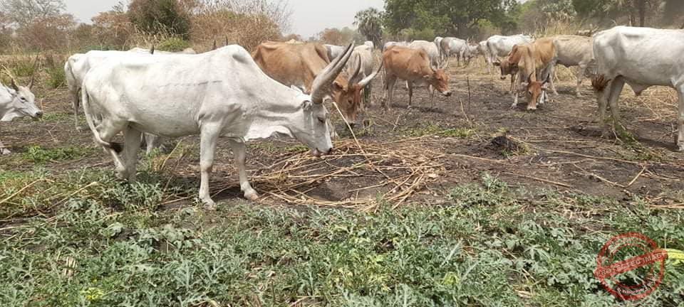 Lobong directs Magwi authorities to probe looming influx of herders