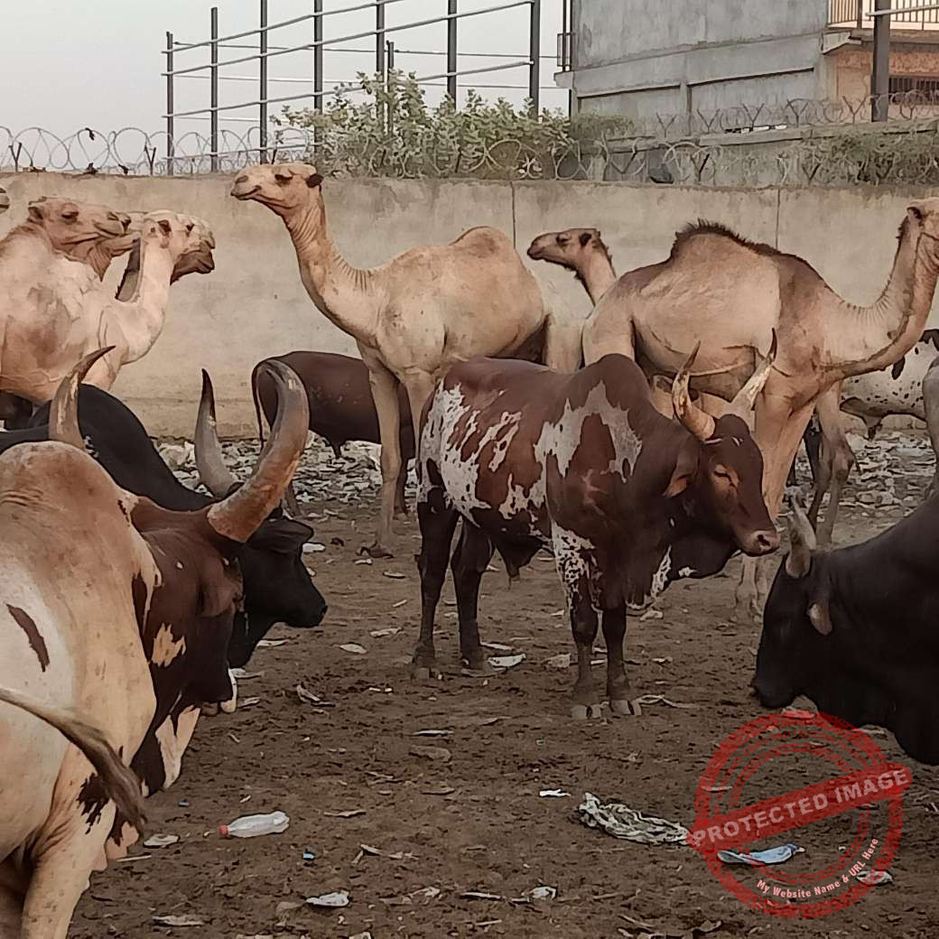 Butchers Union threatens to strike over land, taxation concerns