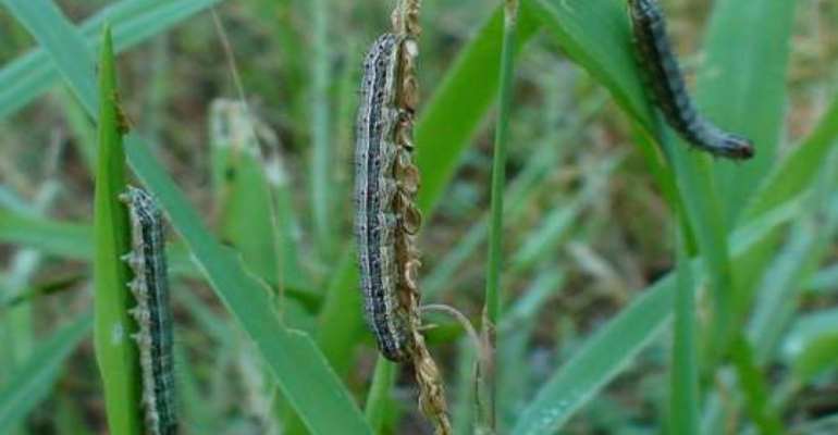 Armyworms invade farms in Mundri of Western Equatoria state