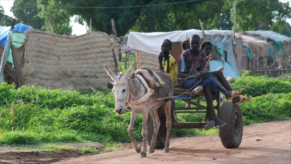VSF donates donkeys to youth in Aweil, Juba to improve their livelihood