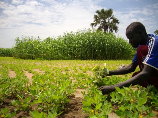 Raja farmers expect good harvest of peanut, cassava crops this year