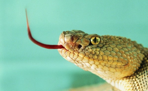 10 die of snake bites in Mvolo in past 8 months