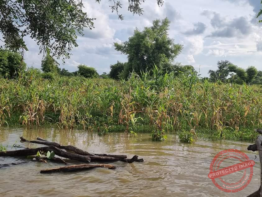 Child dies from snake bite in Aweil East County