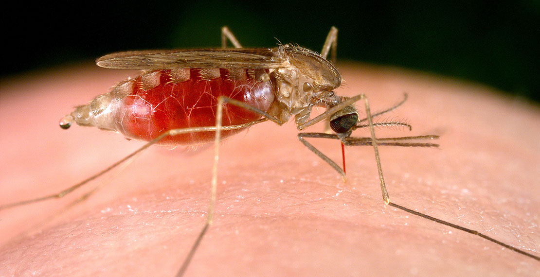 Malaria cases on the rise in Raja County, says Commissioner