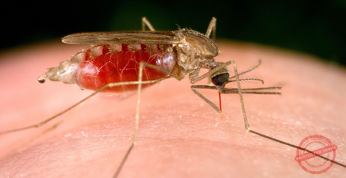 Health experts want malaria declared national disaster