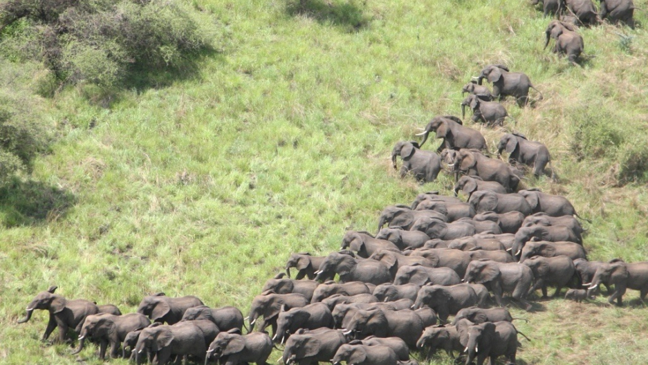 S. Sudan secures $50m to manage its national parks