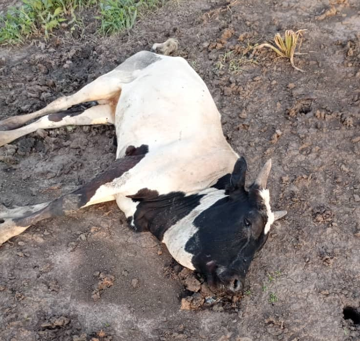 NBGs authorities probe mysterious death of 33 livestock