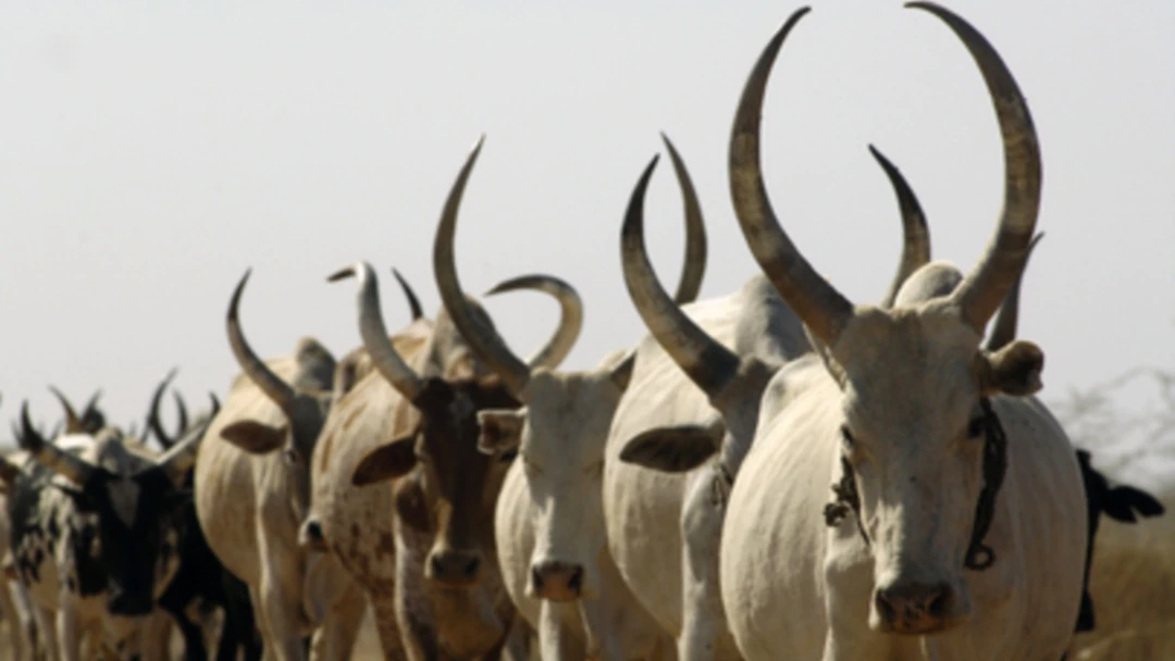 Mayom, Gogrial East promise to arrest cattle rustlers