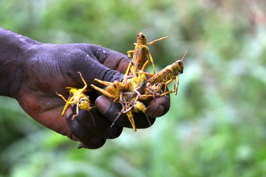 Renk farmers plead for state help over locust invasion