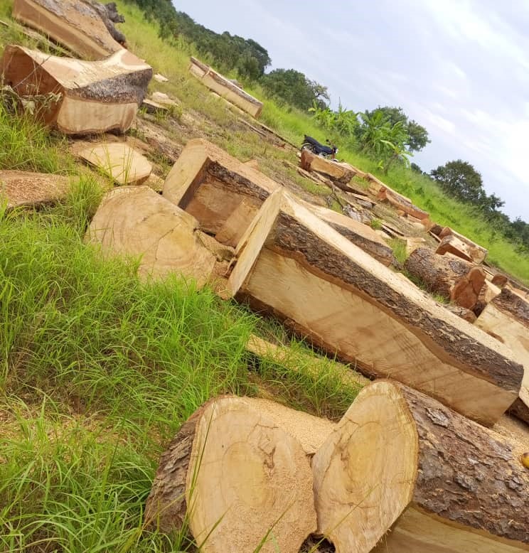 Kajo-Keji commissioner vows to end illegal logging