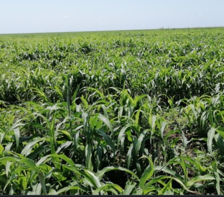 Upper Nile State govt to provide fuel, pesticide subsidies to farmers