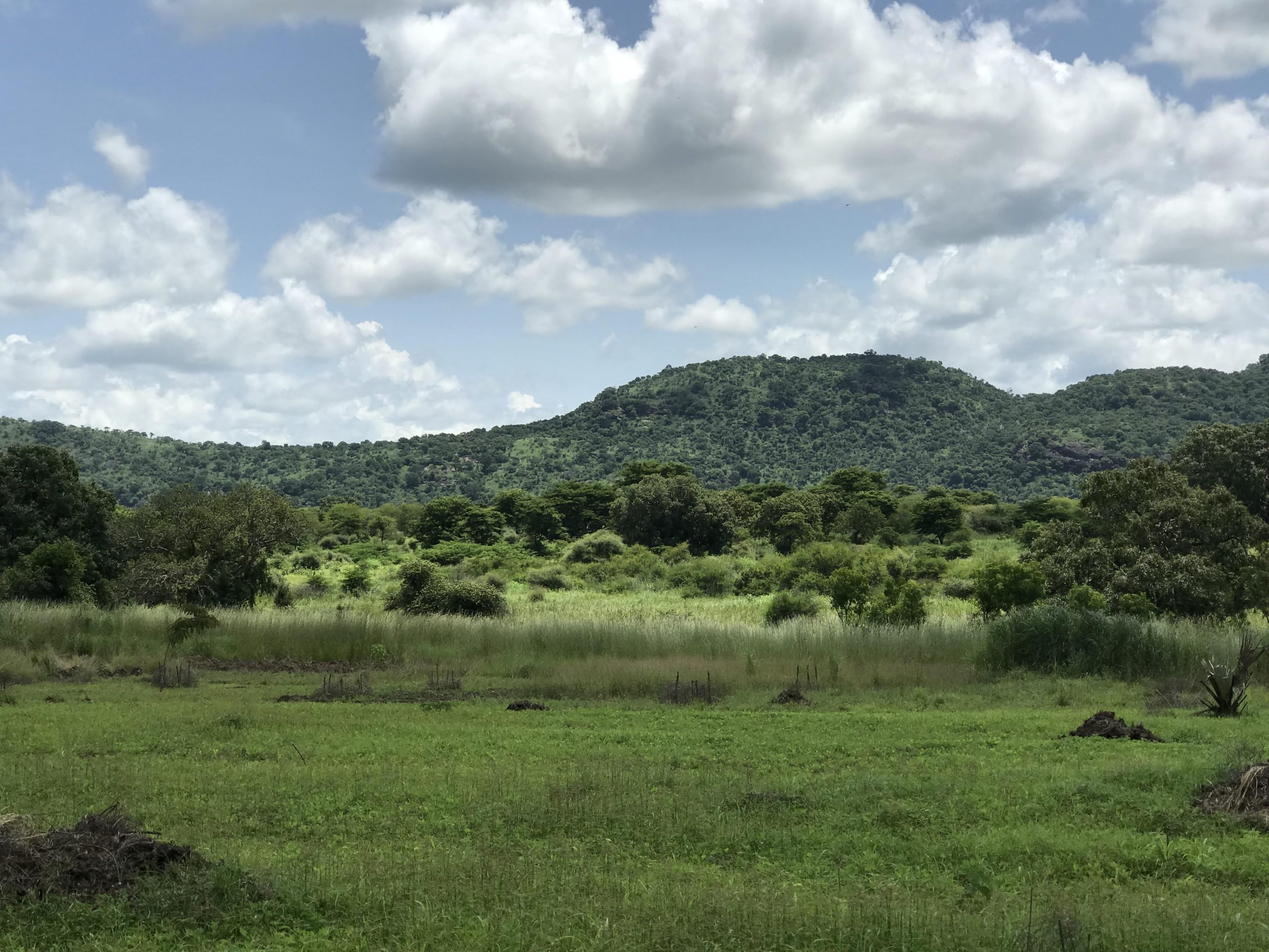 Wildlife official accuses Ugandan army of poaching in Nimule Park