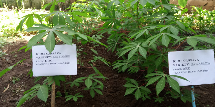 Govt, ICRC introduce imported cassava species