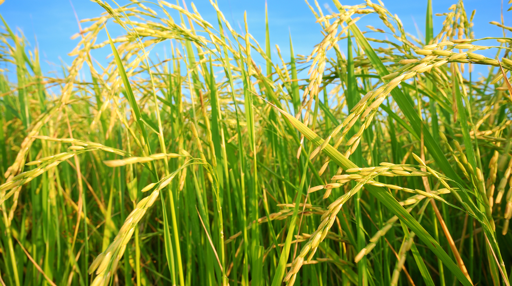 Dr. John Garang Univ. launches rice plantation
