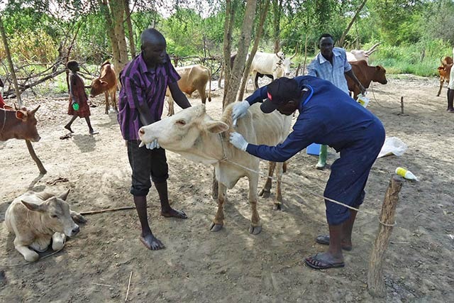 Lakes State launches livestock vaccination drive