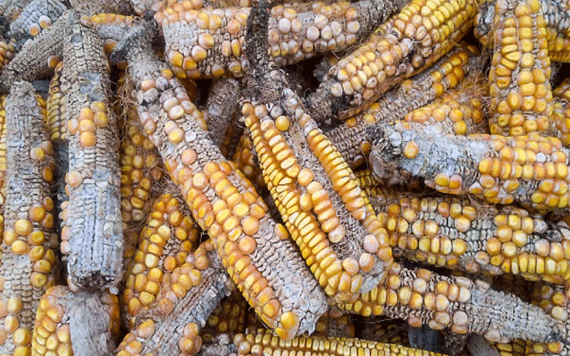 Ugandan scientist links rising cancer cases to aflatoxin maize