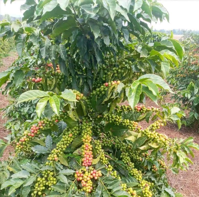 Yei coffee farming sharply declines over insecurity – official