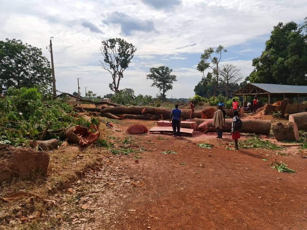 Yambio commissioner accuses state ministry of illegal logging