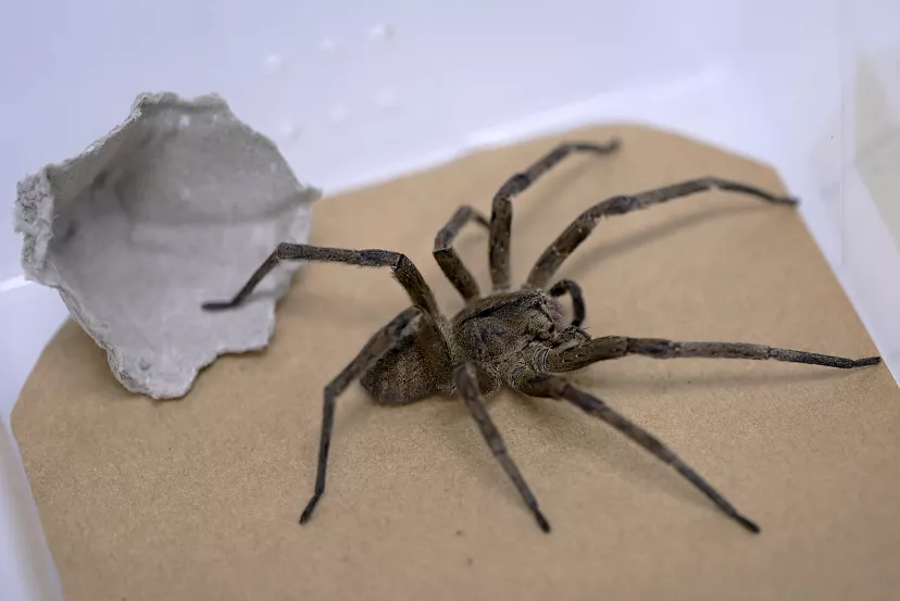Spider venom could cure erectile dysfunction – Brazilian scientists