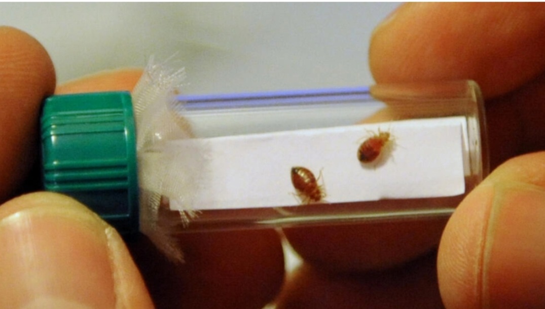 France to hold crisis meetings over ‘scourge’ of bedbugs