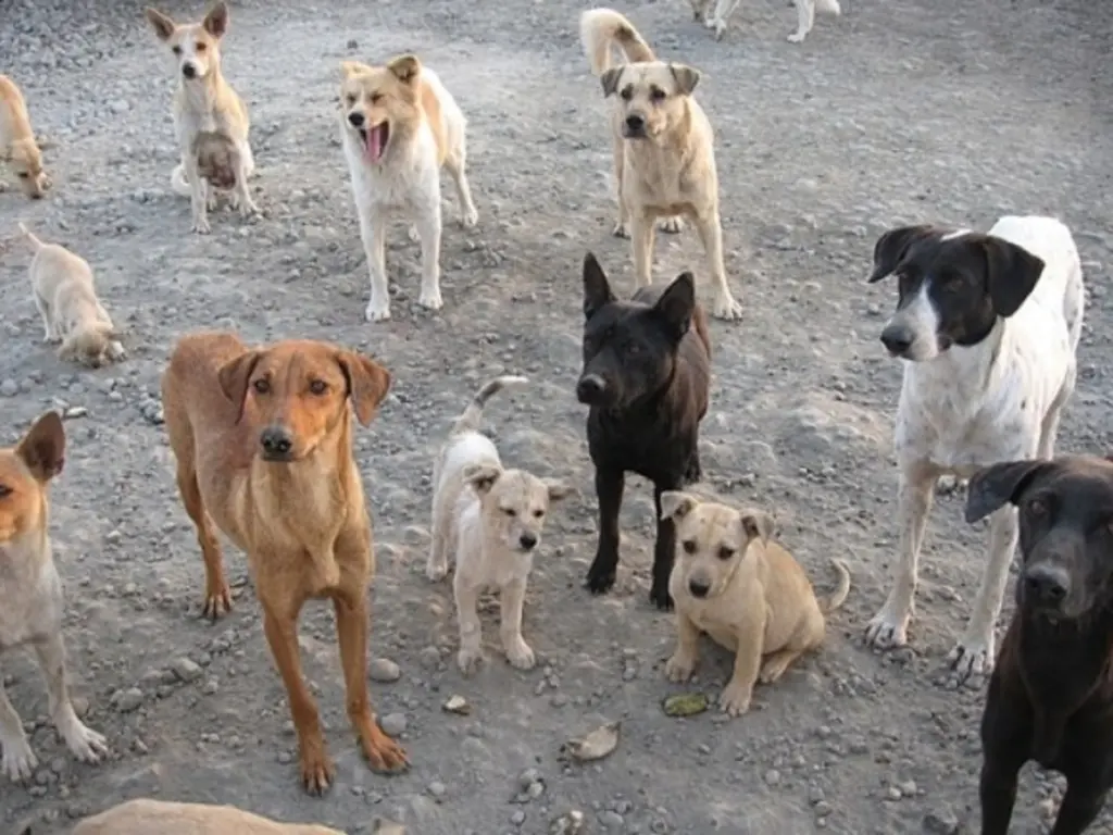 116 stray dogs killed in Lafon County