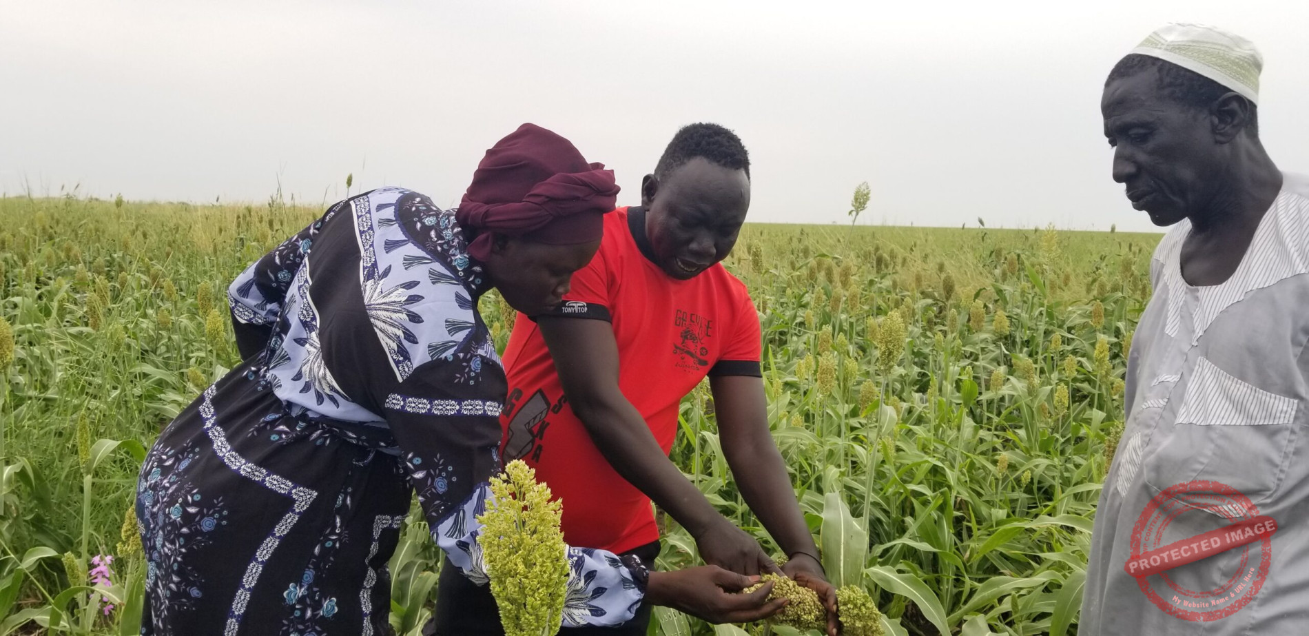 Helpless Renk farmer feels neglected as birds, locusts destroy farm
