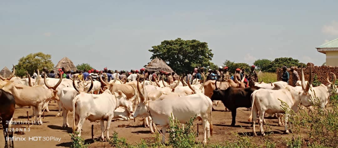 Warrap authorities limit dowry to 21 heads of cattle