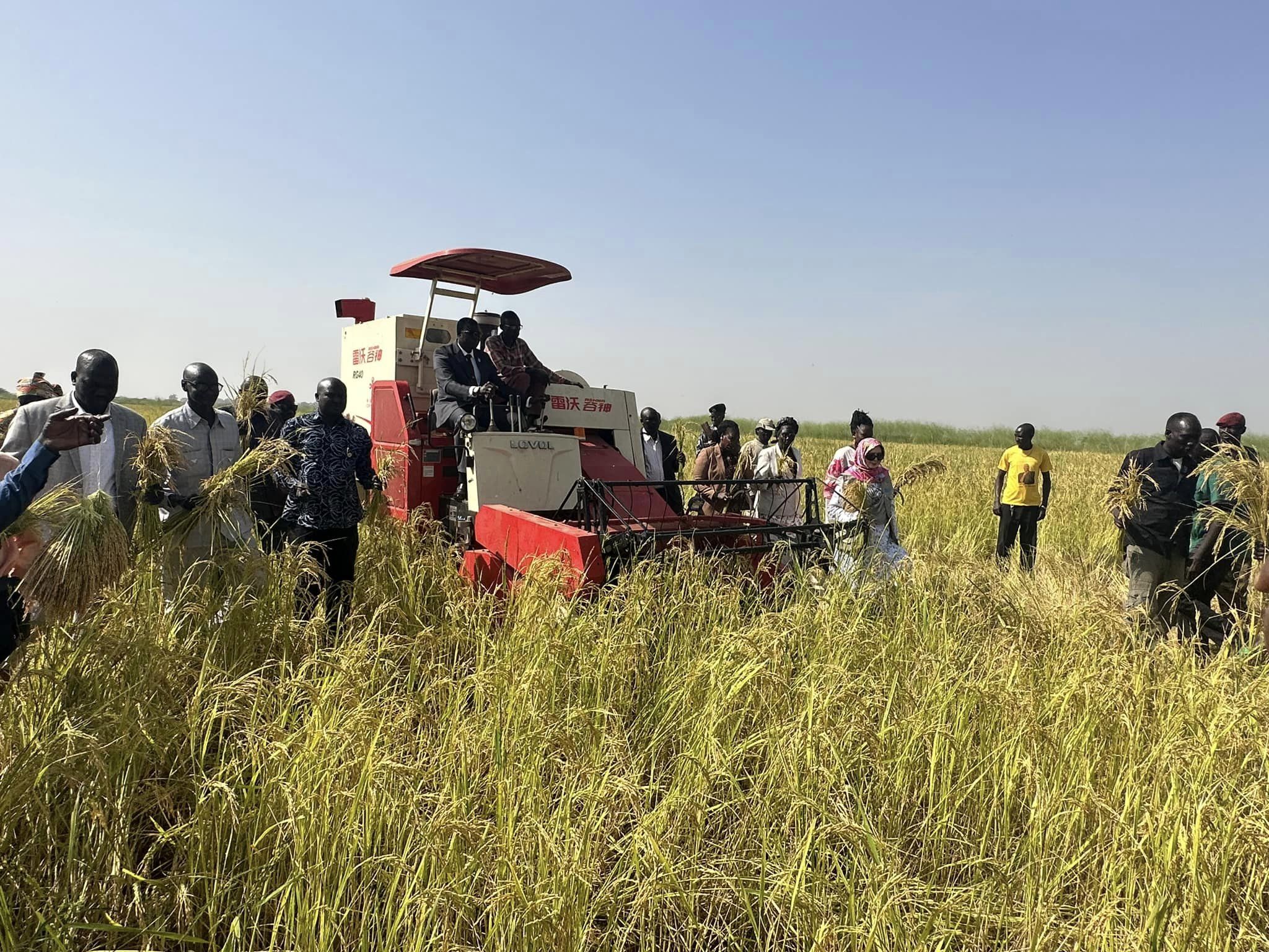 NBGs harvests 500-hectare of rice at Aweil Rice Scheme