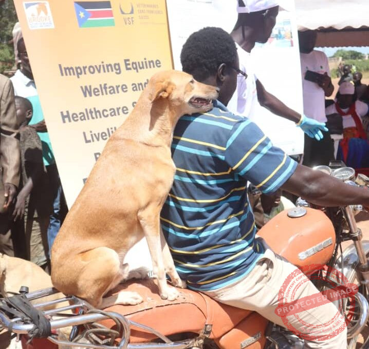 Call for action against rabies as dogs bite hundreds in NGBs