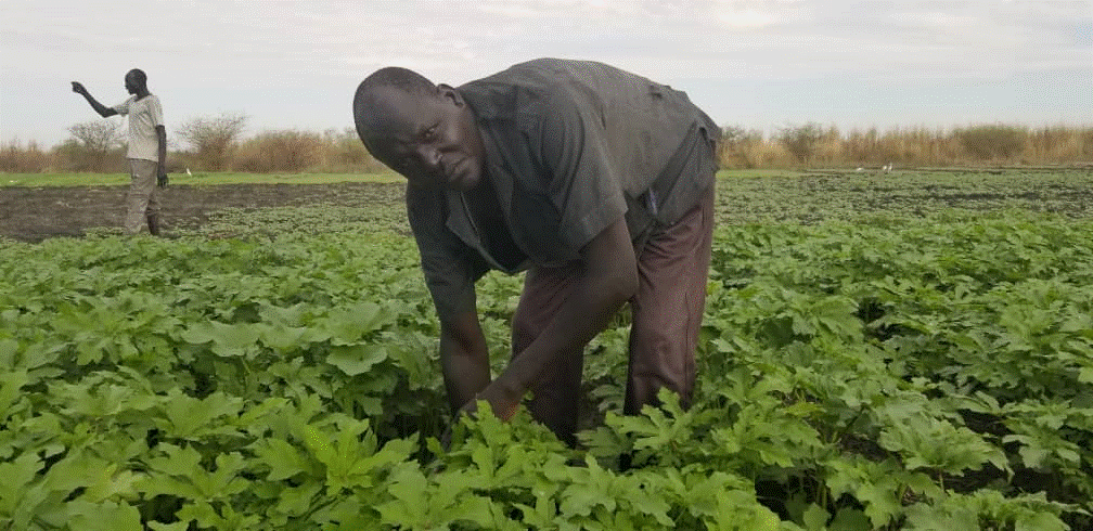 Renk vegetable farmers set for booming business after great yield
