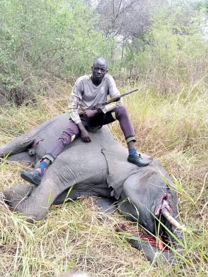Suspect arrested over poaching at Nimule Game Park